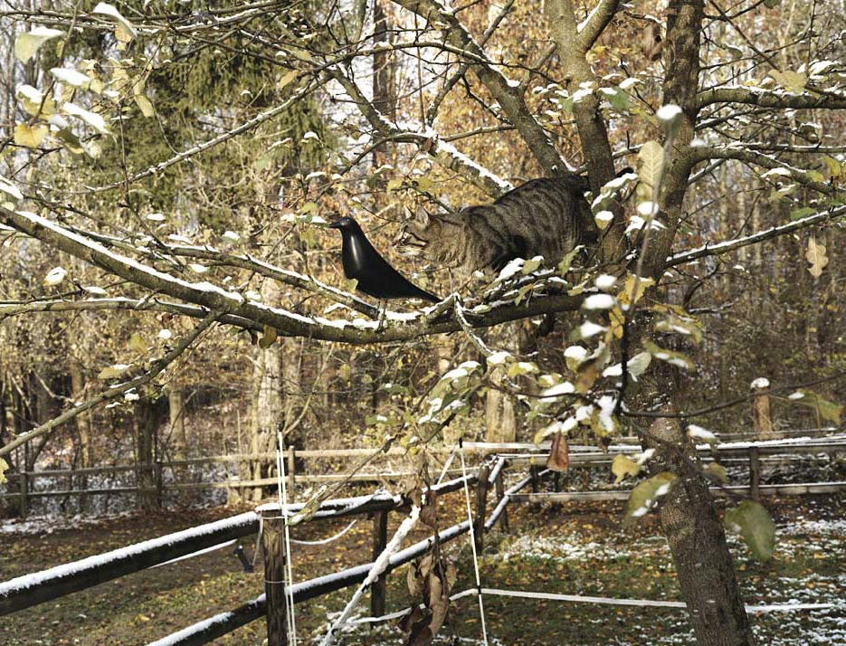 picture-17 black bird
