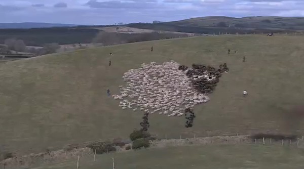 sheepjpg Honda, Sheeps, Leds, Headlights = Pixel Art